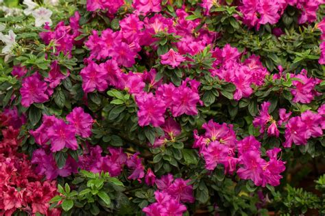 15 Low-Maintenance Evergreen Shrubs You Never Need to Trim - Bob Vila