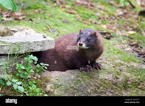 European Mink Closeup Mustela Lutreola Stock Photo Alamy