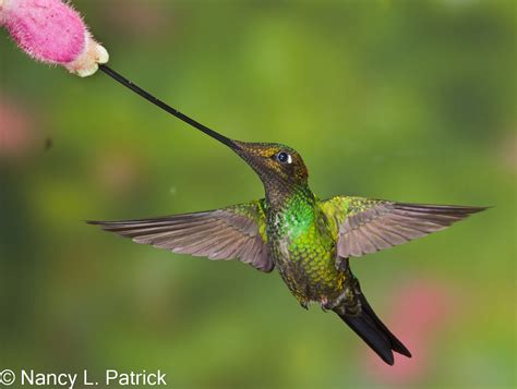 Sword-billed hummingbird