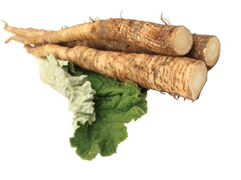 Burdock Root Arctium Lappa Root Extract - Bio-Botanica