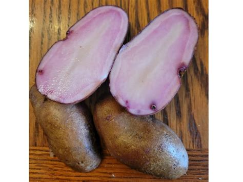 Red Adirondack Potato Bibb Forest Farm Louisa Virginia