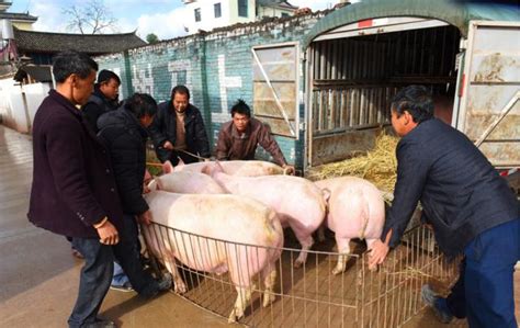 12月27日豬價「上漲預警」，年貨行情啟動，肉價會「漲翻天」？ 每日頭條