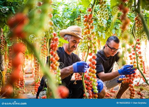 Two Men Agriculture Farm Workers Cheking And Collect Harvest Of Cherry