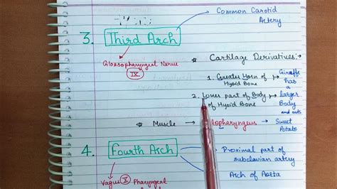 Pharyngeal Arch Mnemonic Part 3 Youtube