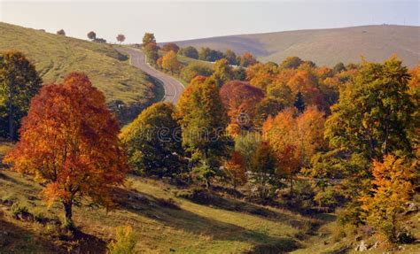 Vegetation Temperate Broadleaf And Mixed Forest Ecosystem Leaf