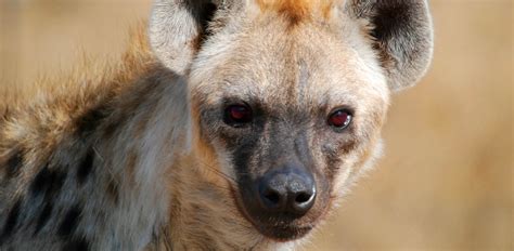 Oakland Zoo | Spotted Hyena