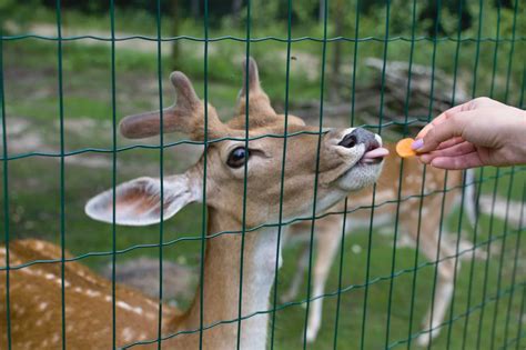 How High Does A Fence Need To Be To Keep Deer Out Storables