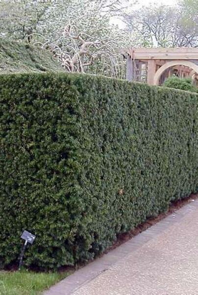 Becher Eibe Taxus Media Hicksii Hecke Kaufen Heckenpflanzentotal