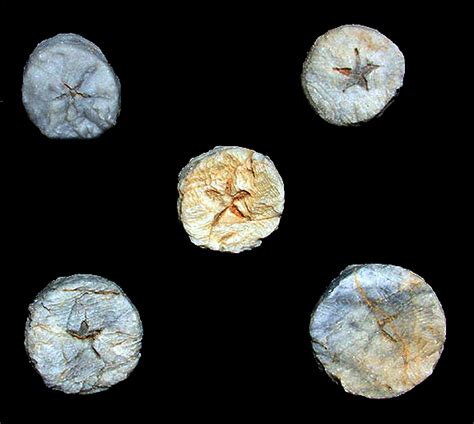 Arriba 84 Imagen Crinoid Star Fossil Abzlocalmx