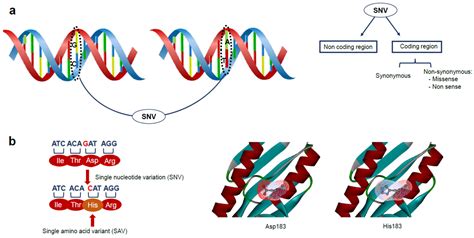 Ijms Free Full Text Analysis And Interpretation Of The Impact Of