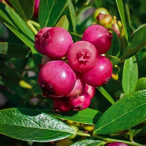 Pink Lemonade Blueberry Bushes For Sale The Tree Center