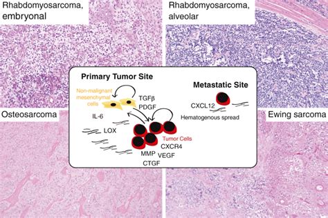 Schematic Summary And Representative Microphotographs Of The