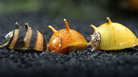 Ultimate Nerite Snails Care Guide: Lifespan, Algae-Eating, Eggs