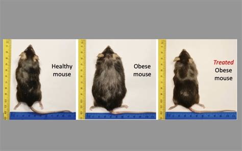 Liver-targeting Drug Reverses Obesity, Lowers Cholesterol in Mice : UMass Amherst