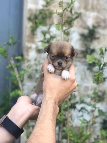 Cachorro Outras Ra As Arthur Alvim Zona Leste S O Paulo