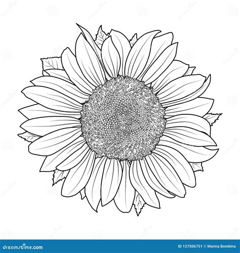 Tournesol Pour Le Vecteur De Livre De Coloriage Illustration De Vecteur