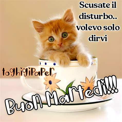 Buon Martedì gatti ToghigiPaper