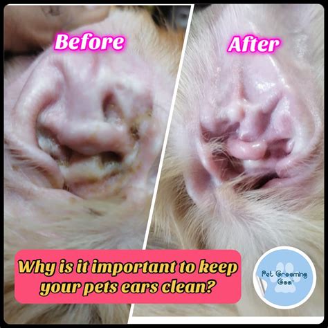 Dog Ear Yeast Infection