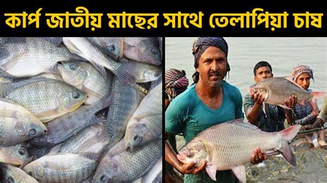 কার্প জাতীয় মাছের সাথে তেলাপিয়া চাষ Shakib Agro Youtube