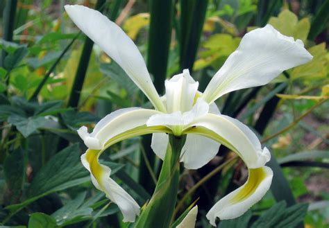 Unpretentious Iris Spuria Care And Types Best Landscape Ideas