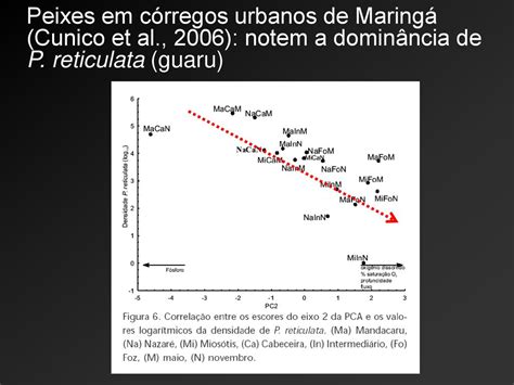 Diversidade Ndices A Natureza Das Comunidades Ppt Carregar