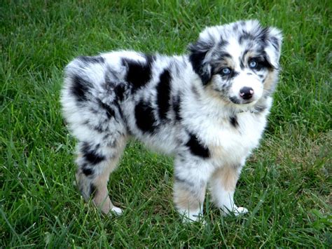 Miniature Aussie Shepherd So Cute I Can T Stand It Shepherd Puppies Australian Shepherd