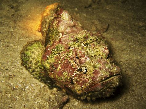 Reef stonefish