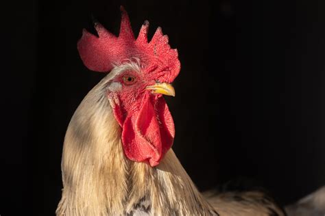 Wie Lange H Lt Sich Rohes H Hnchen Im K Hlschrank Gefrierkammer De