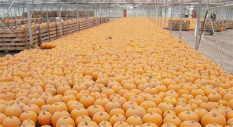Budgens And Londis Stock Up On Pumpkins Talking Retail