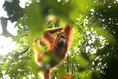 Foto Orangutan Sumatera Yang Nyaman Di Stasiun Riset Ketambe