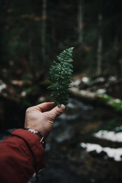 Mano Cortada De Un Hombre Sosteniendo Una Hoja Foto Premium