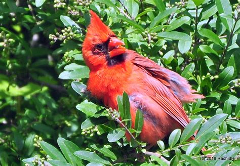 Dsc Male Northern Cardinal Cardinalis Cardinalis Flickr