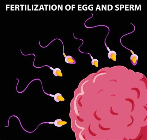 Diagrama Mostrando A Fertilização Do óvulo E Espermatozóide 414744