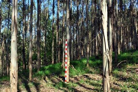 Fsc Organiza Unha Xornada Formativa En Lugo Sobre Xesti N Forestal E