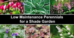 30 Low Maintenance Perennials for a Shade Garden