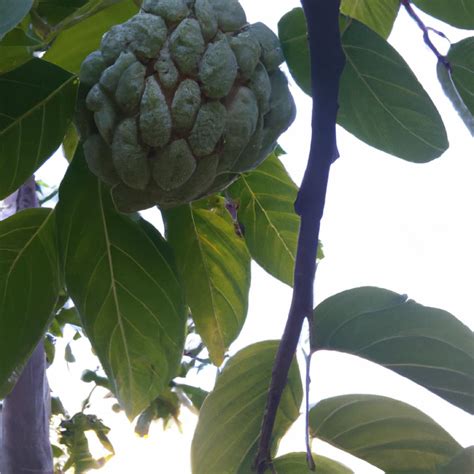 From Orchard To Table Mastering The Art Of Post Harvest Management For