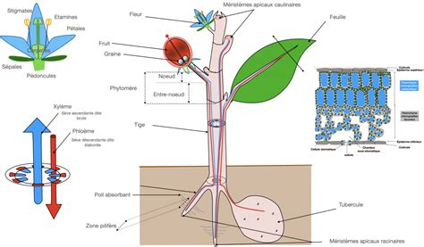 Cours Organisation Fonctionnelle Des Plantes Sp Cialit Svt Terminale