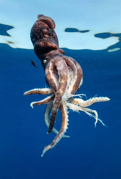 Giant Squid Vs Great White Shark