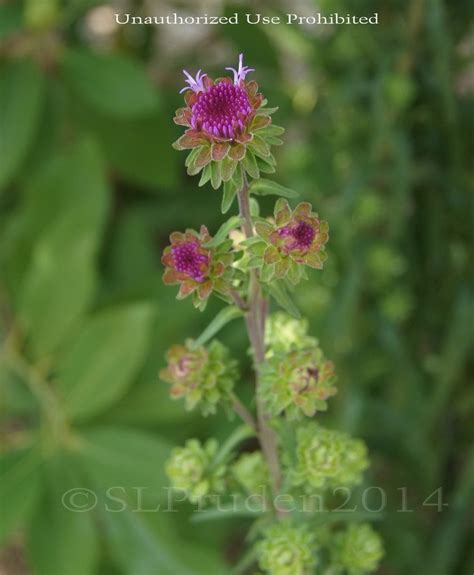 Plantfiles Pictures Rough Blazing Star Button Blazing Star Tall