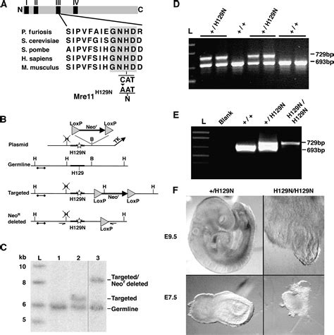 Mre11 Nuclease Activity Has Essential Roles In DNA Repair And Genomic