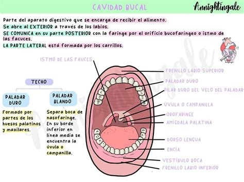 Pin De Davinia Pf En Odontolog A En Velo Del Paladar Faringe