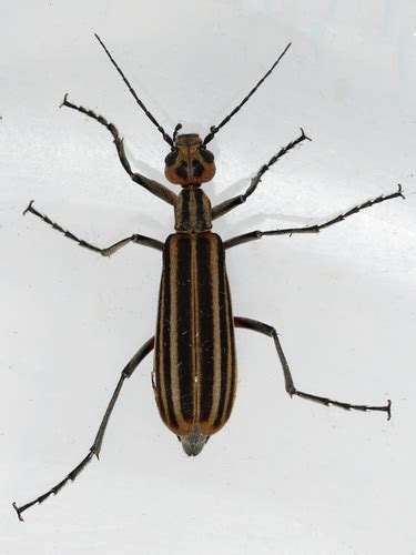 Striped Blister Beetle A Guide To The Ecdysozoa Insecta Coleoptera