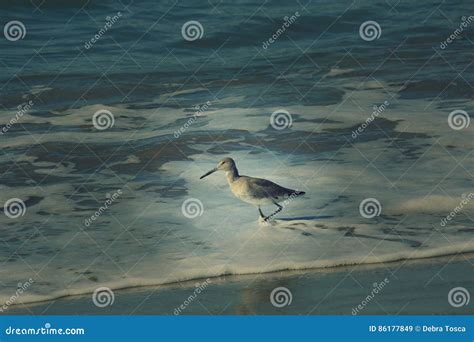 Western Sandpiper Bird Stock Image Image Of Washes Beak 86177849