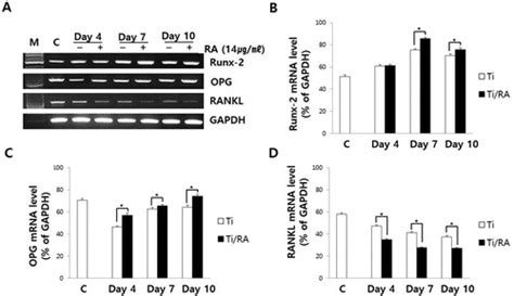 Full Article Effect Of Rosmarinic Acid On Differentiation And