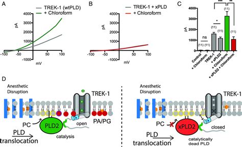 Activation Of Trek By Inhaled Anesthetic Is Pld Dependent A