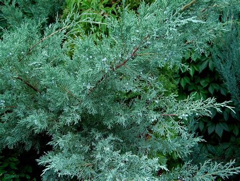 Juniperus virginiana - Изображение особи - Плантариум