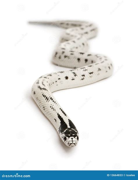 California King Snake W/tongue Royalty-Free Stock Image | CartoonDealer