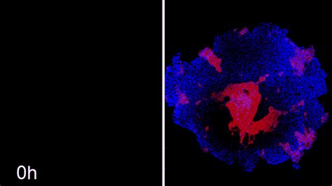 Researchers Organize Stem Cells Based On A Computational Model