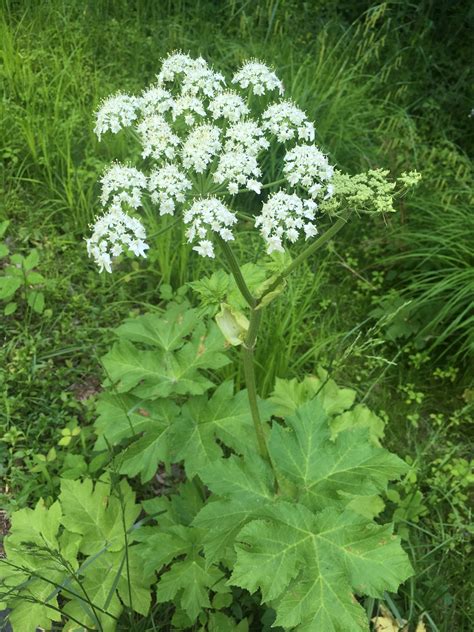 Maryland Biodiversity Project Common Cow Parsnip Heracleum Maximum