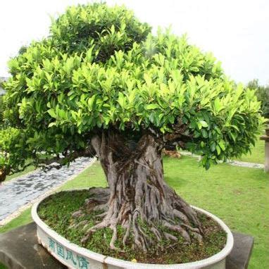 Ficus Benghalensis - Indian Banyan Fig, Banyan Fig Tree Bonsai & Bonsai ...